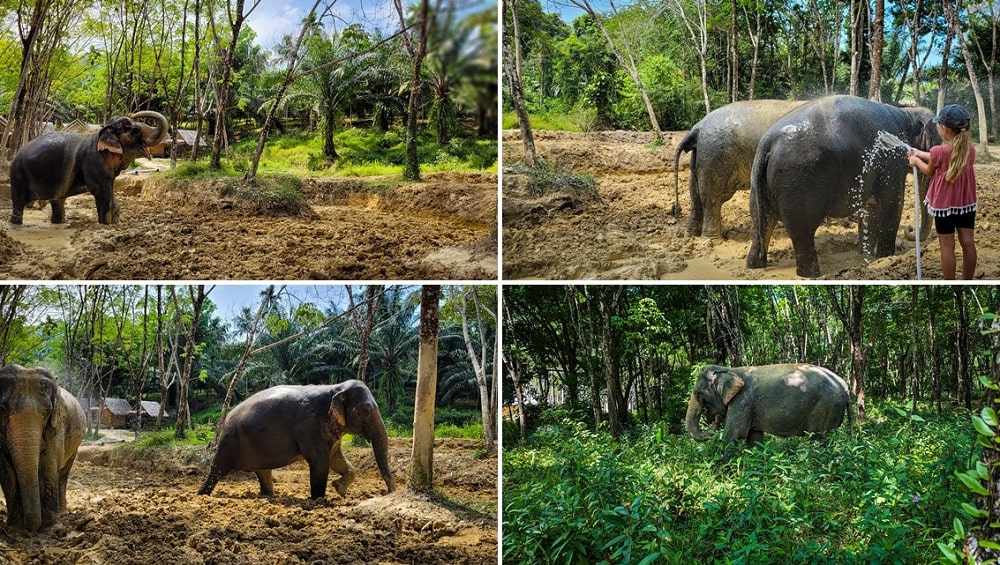 Elephant Sanctuary Tagesausflug Thailand